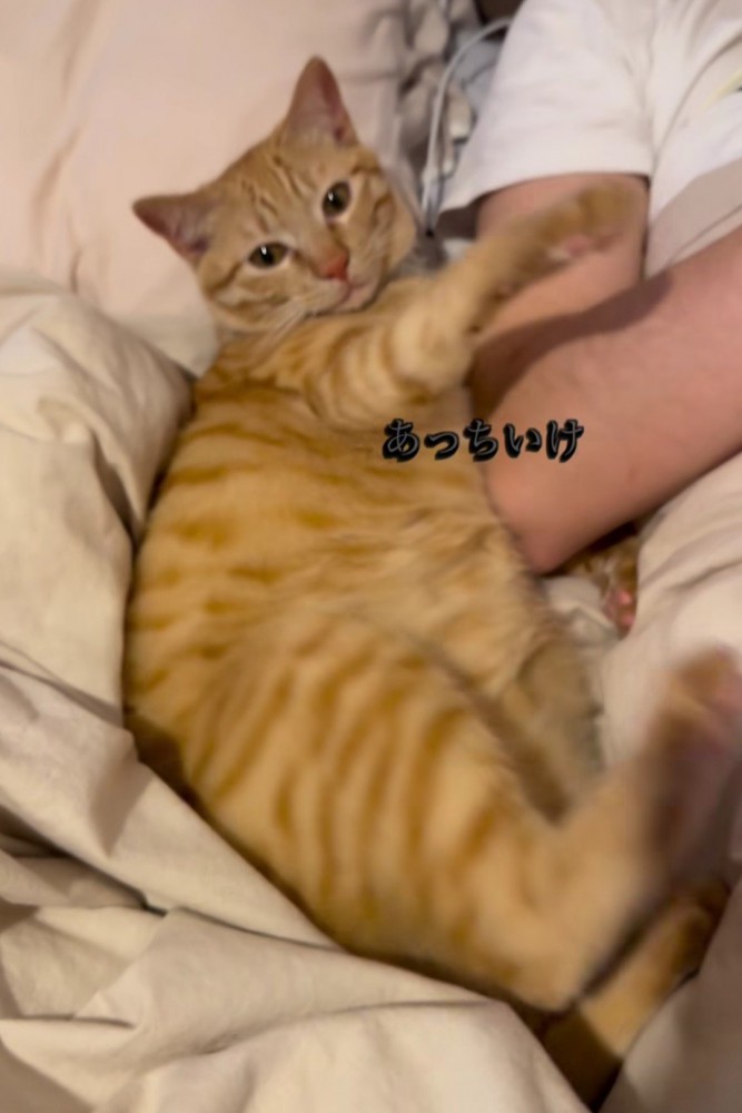 手をキックで追い払う猫