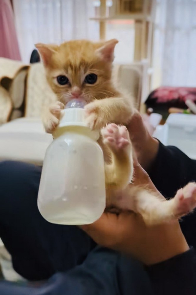 飲み終えた哺乳瓶を離さない赤ちゃん猫
