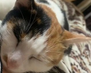 寝ているミケ猫