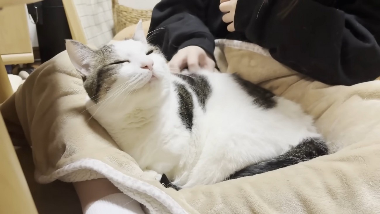 背中を撫でてもらう猫ちゃん（お顔が左向き）