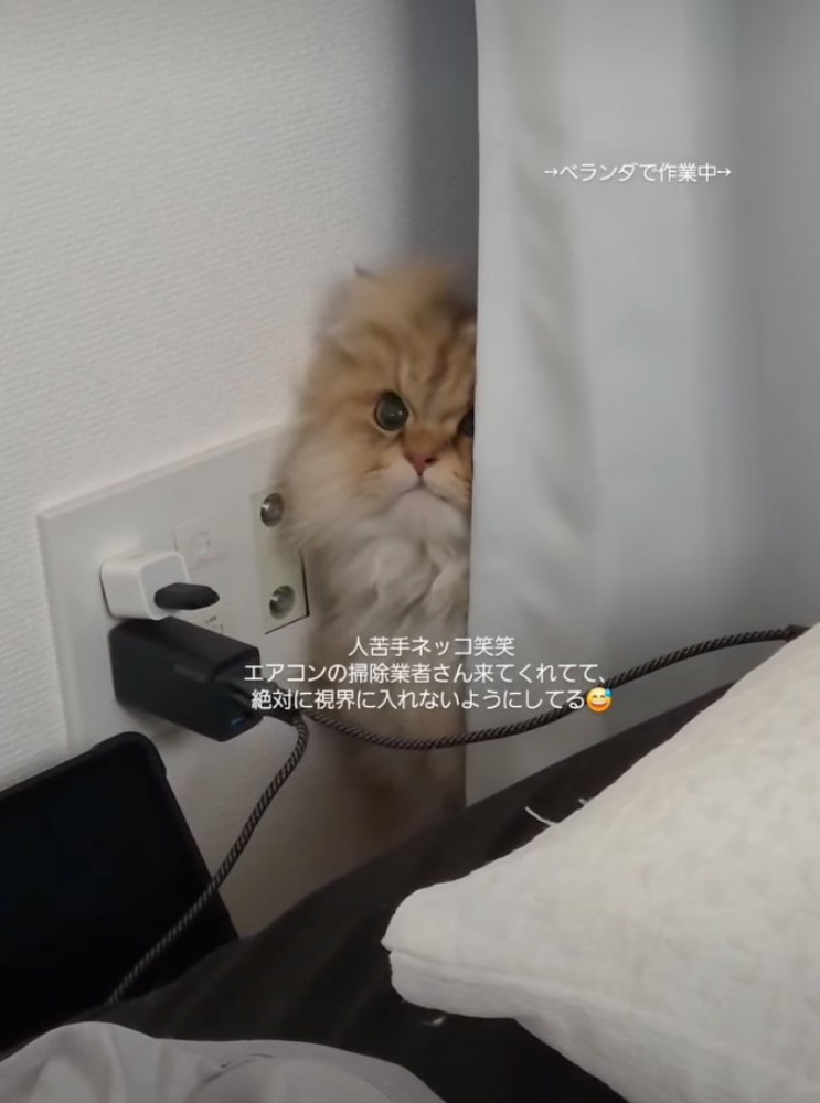 カーテン裏から顔を出す猫