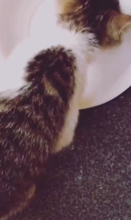 ごはんを食べる子猫