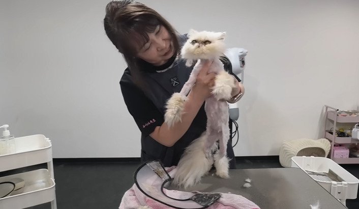 持ち上げられる猫