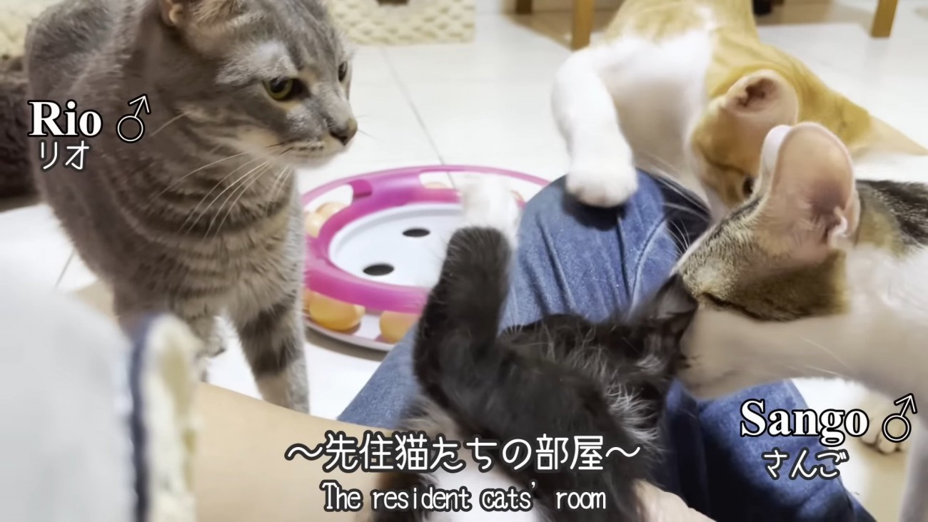 子猫の周りにいる成猫たち