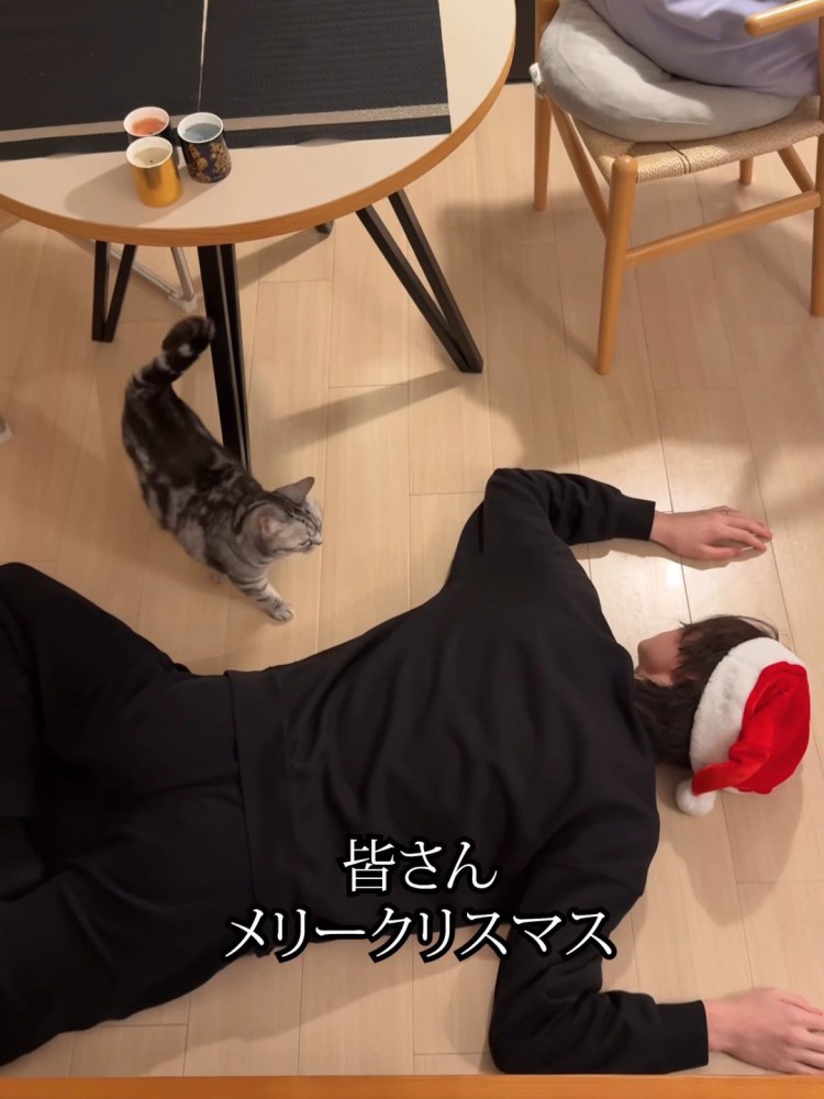 倒れている人に近づく猫