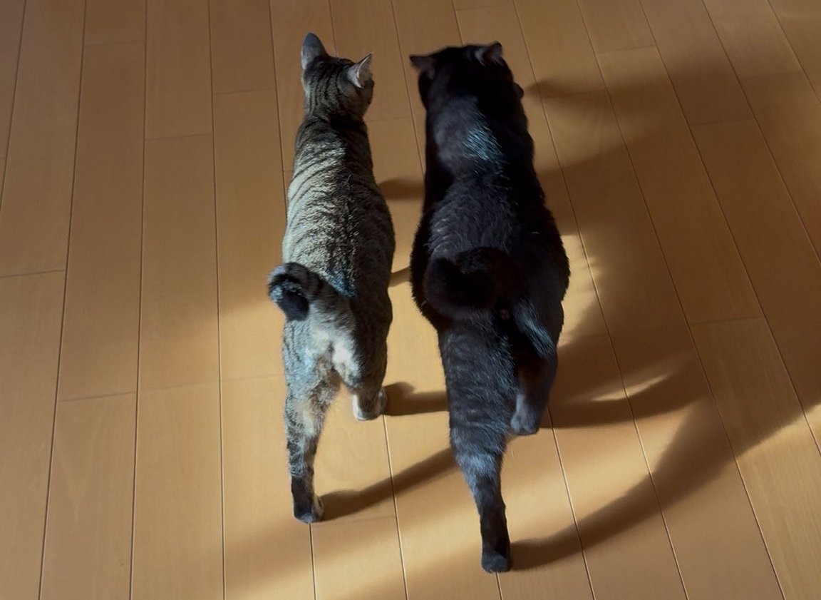 歩く姿のアップ