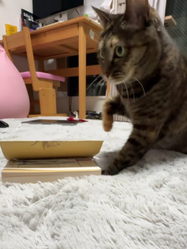 身を引く猫