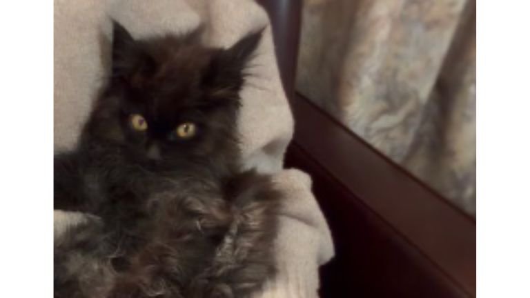 抱かれている子猫