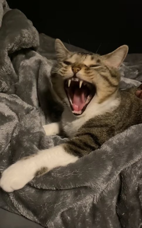 あくびをしている猫