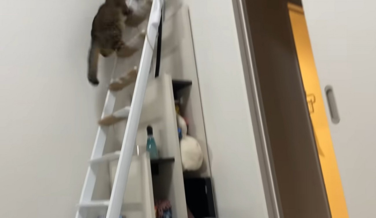 階段はしごを登る猫