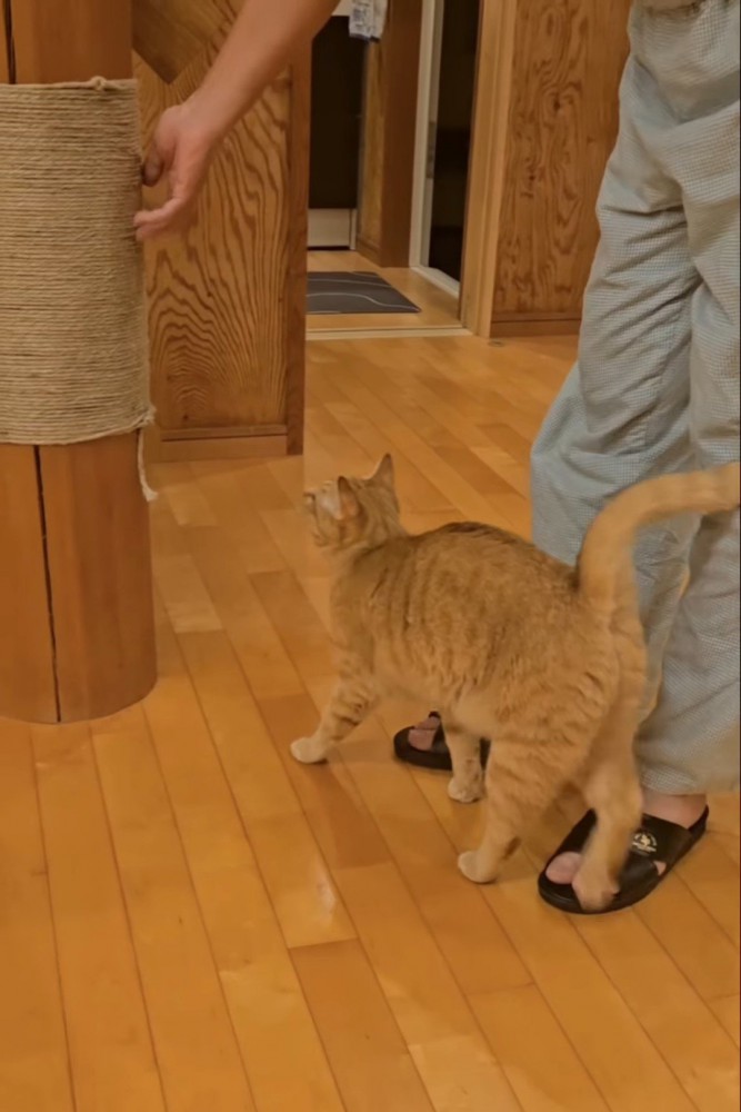 人の手を見る猫