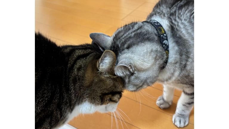 キッチンにいる猫たち