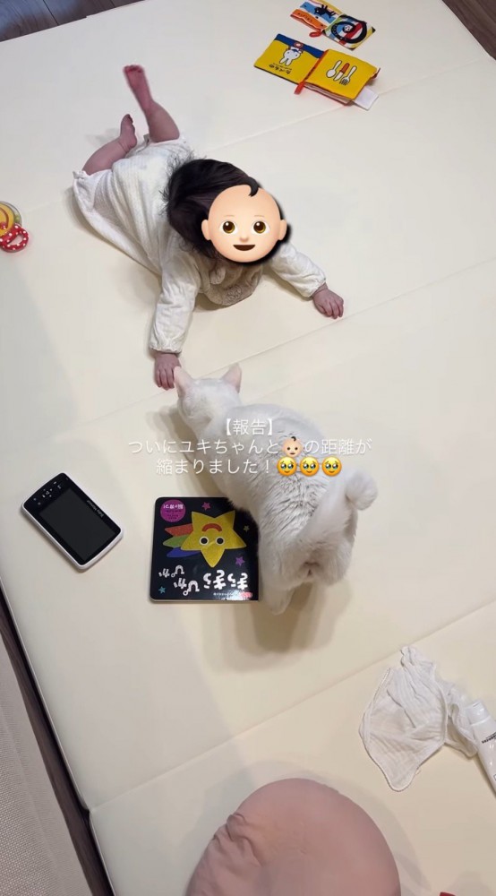 赤ちゃんのそばにやってきた猫