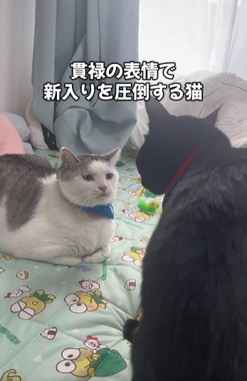 向かい合っている2匹の猫