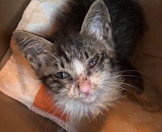 目やにがついた子猫の顔