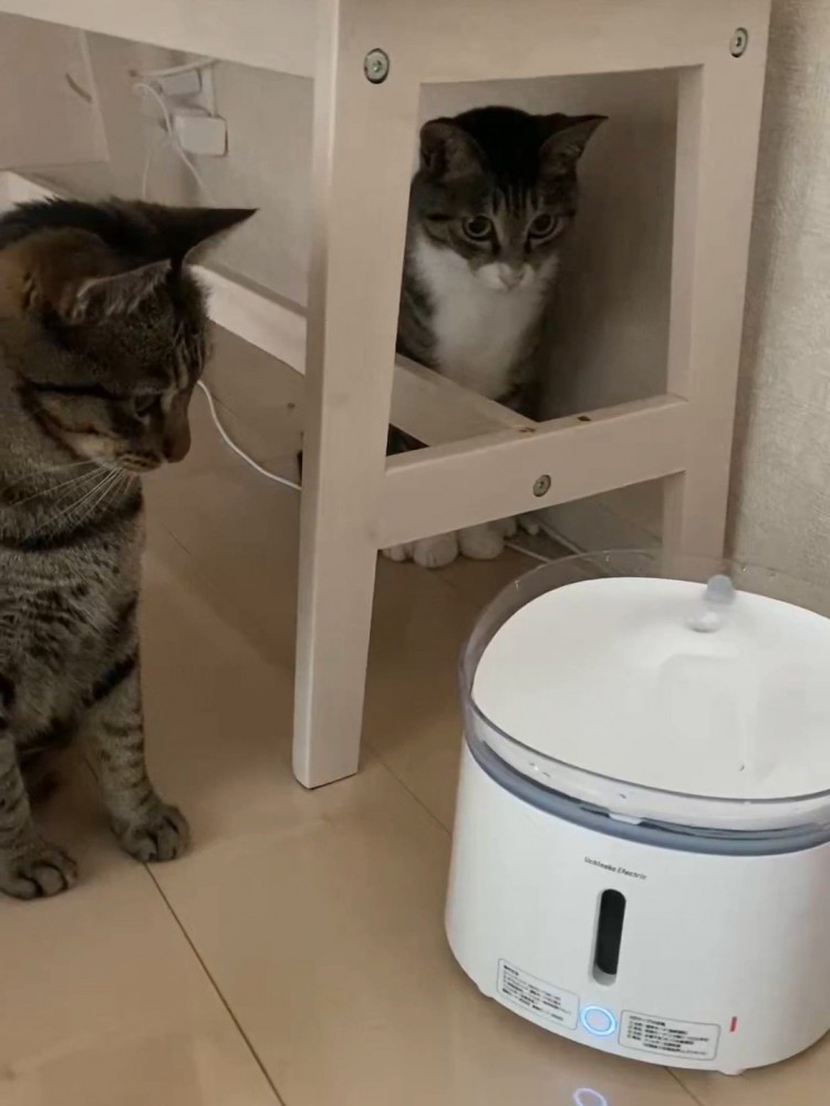 自動給水器を見つめる2匹の猫