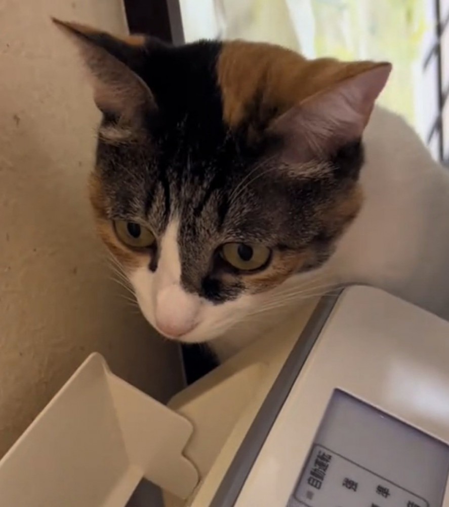 ジーっと見つめる猫