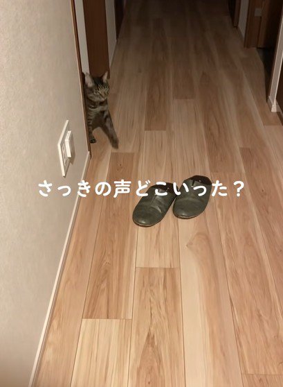 部屋から出てくる猫