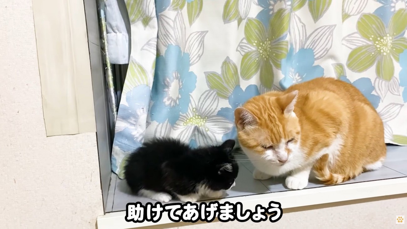 テロップ「助けてあげましょう」