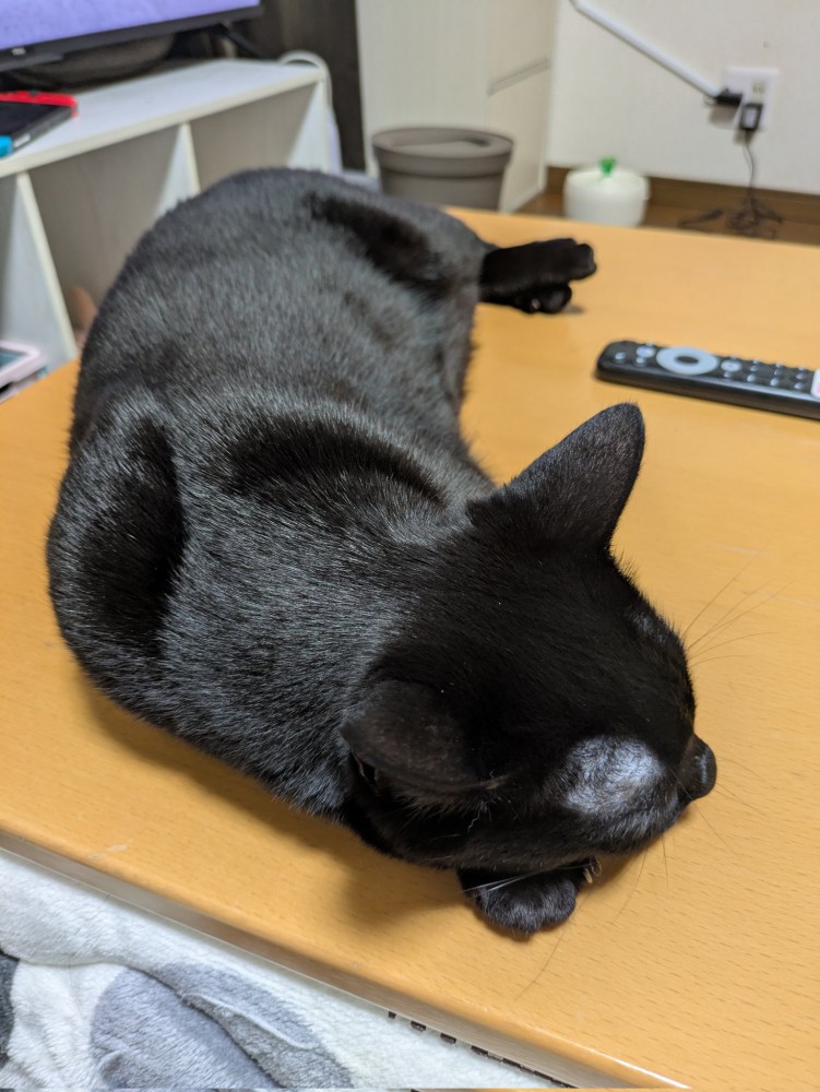 上から見た黒猫