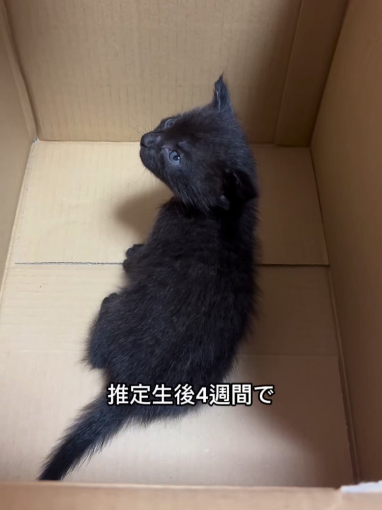ダンボール箱の中にいる子猫