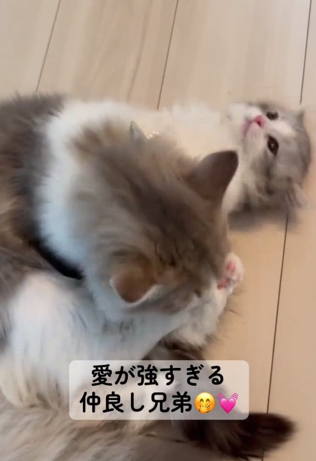 じゃれ合う2匹の猫