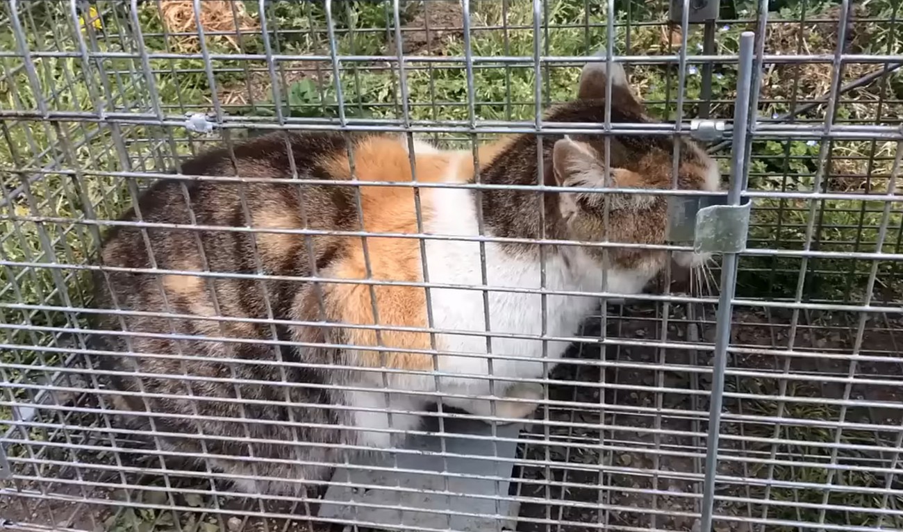 罠にかかった猫