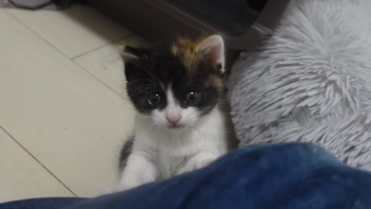 カメラ目線の子猫の写真