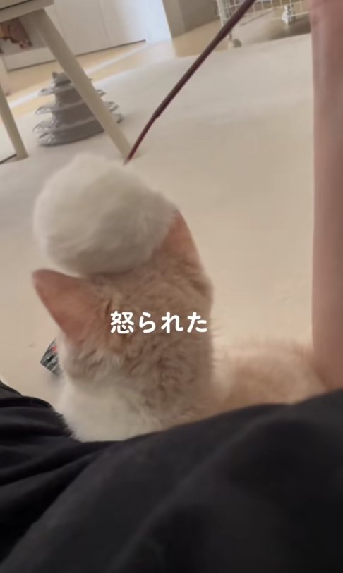 猫じゃらしが頭に乗っている猫の後頭部