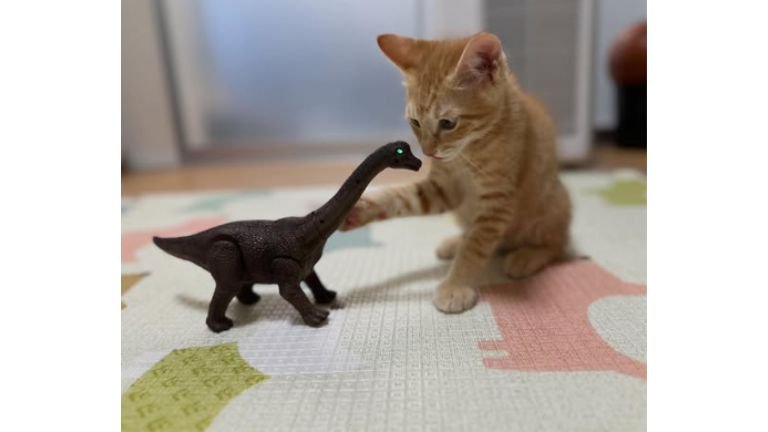 室内にいる猫