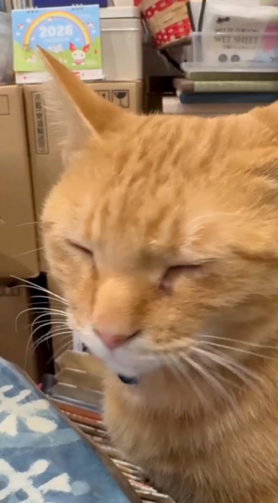 お座りをして目を閉じる猫