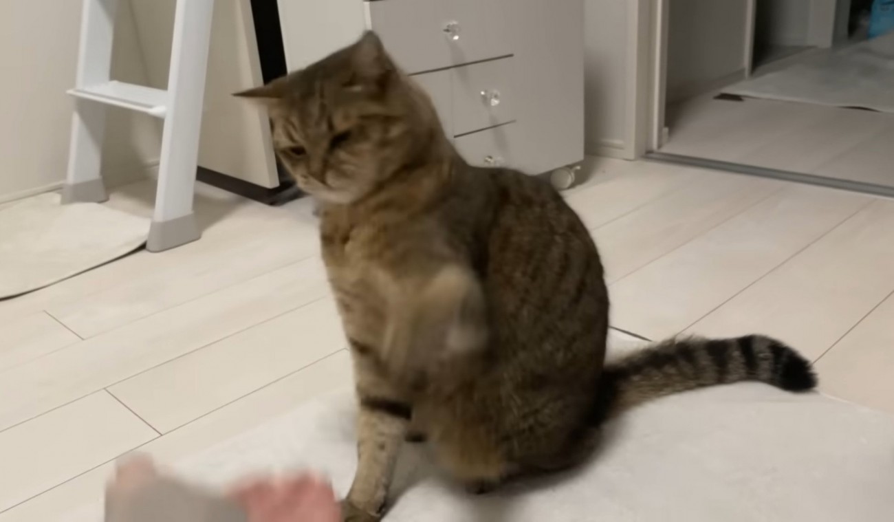 パンチを繰り出す猫