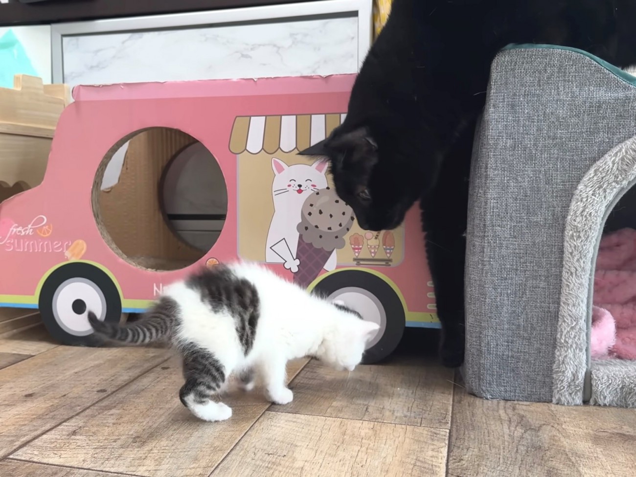 子猫を見下ろす黒猫