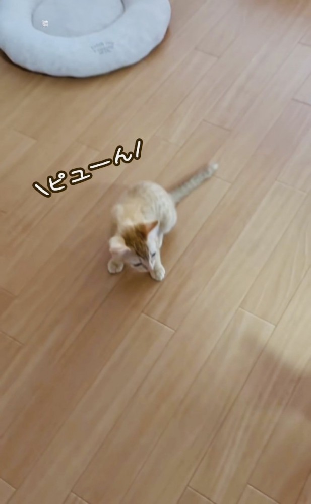 フローリングの上で鳴く2匹の子猫