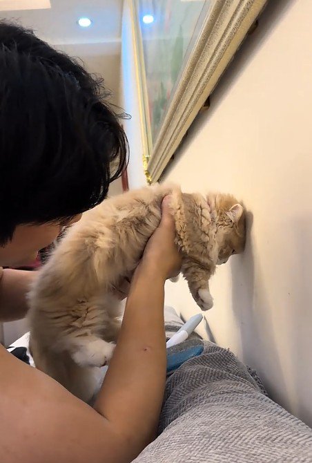 壁際で抱っこされた猫