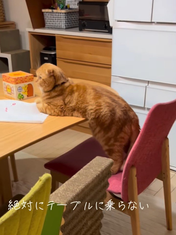 テーブルに上半身を乗せる猫