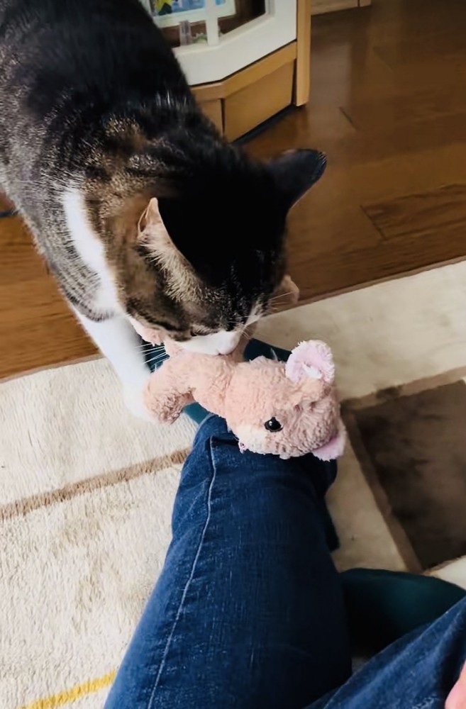 飼い主さんの足の上にぬいぐるみを置くキジ白猫