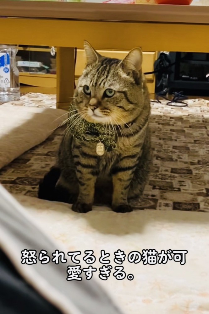 飼い主に叱られるキジトラ猫