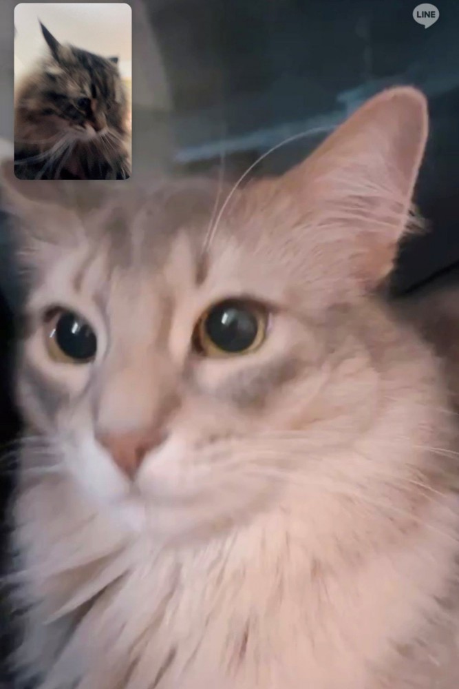 ビデオ通話に写るソマリとサイベリアン（小窓ワイプ）