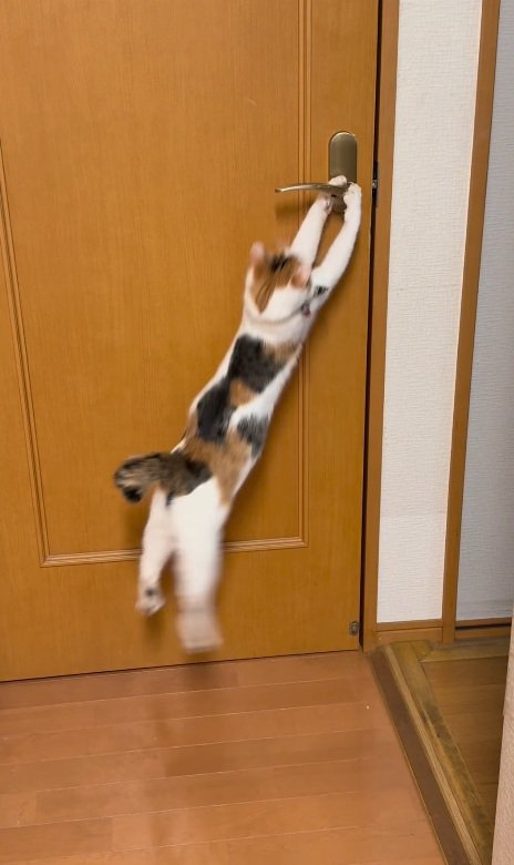 再度ジャンプする猫