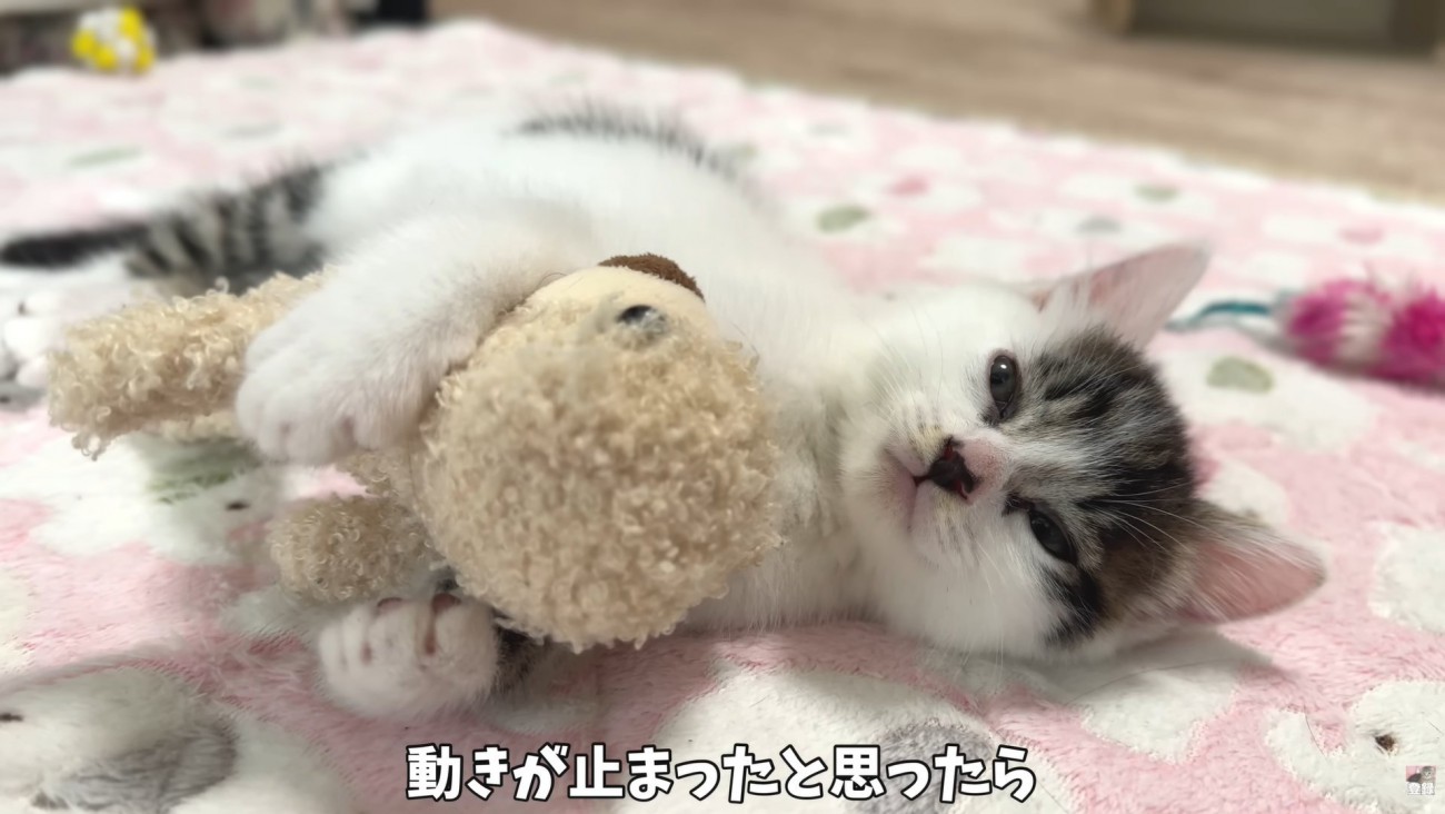 テロップ「動きが止まったと～」