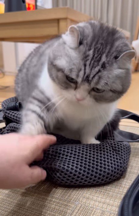 近づいてきた飼い主の手を前足で止める猫