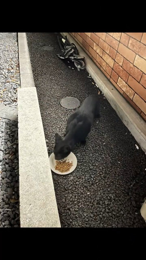 外でごはんをたべている猫