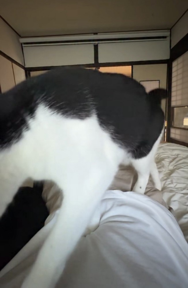 布団で寝る飼い主の体の上を歩く白黒猫