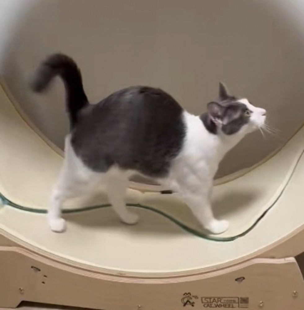 キャットホイールの上を歩く猫