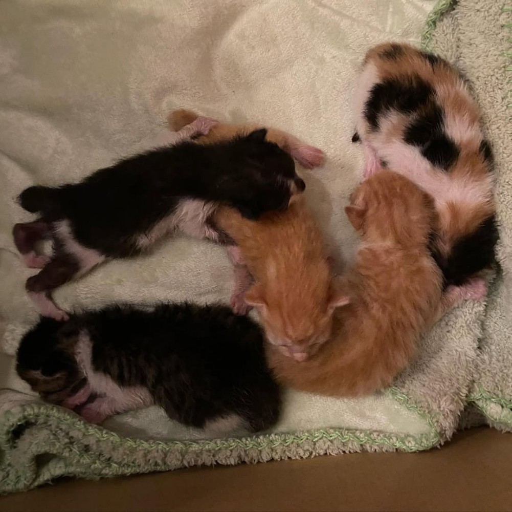 箱の中にいる子猫たち