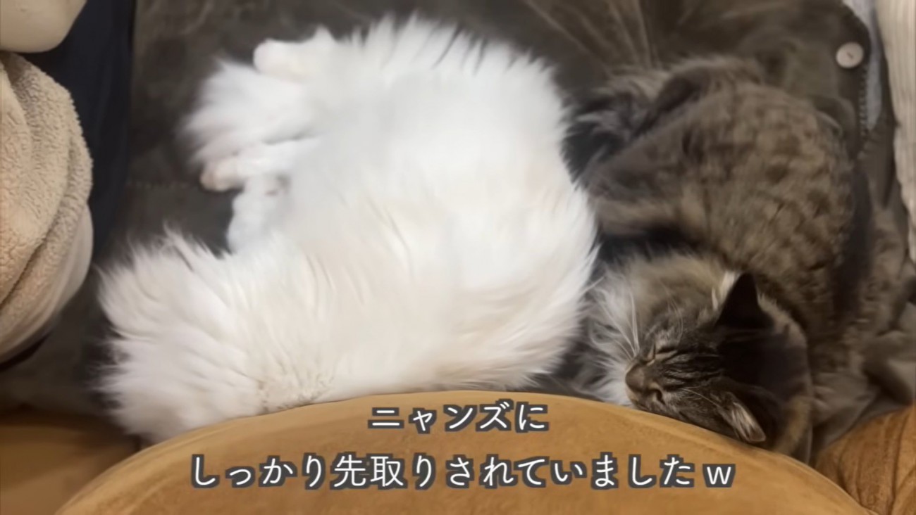 テロップ「ニャンズにしっかり～」