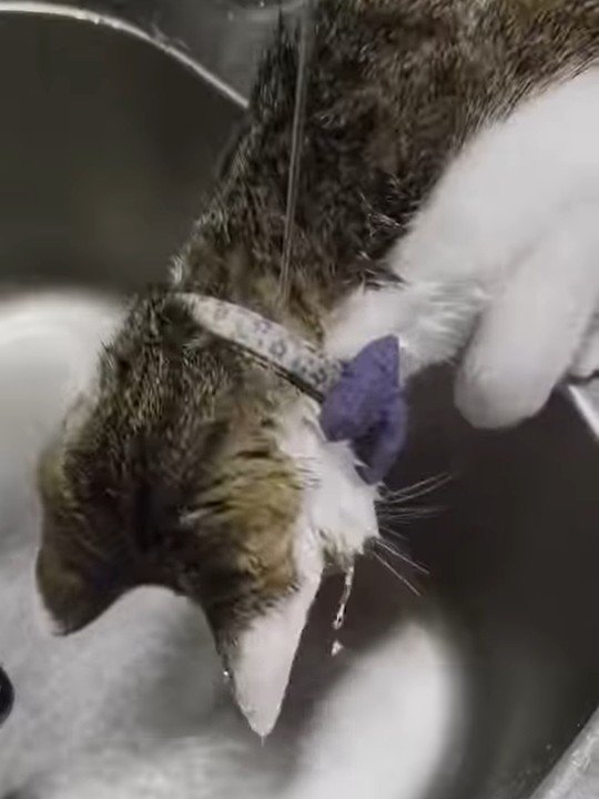 頭に水が流れ落ちる猫