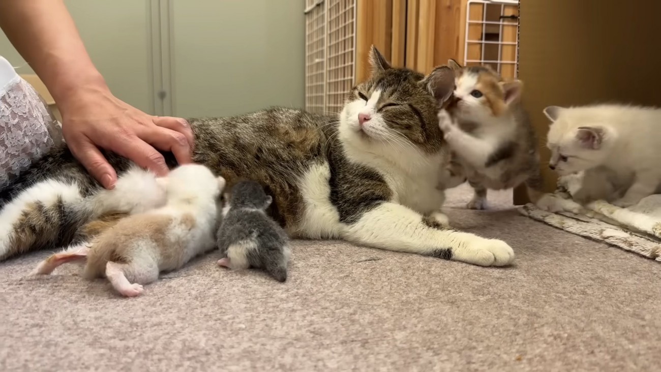 授乳したりじゃれられたりする成猫