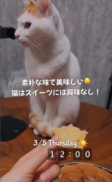 ケーキを差し出している人と無視している猫